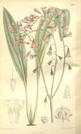 Image of Cynoglossum anchusoides Lindl.