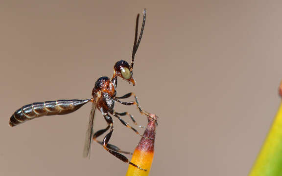 Image of carrot wasps