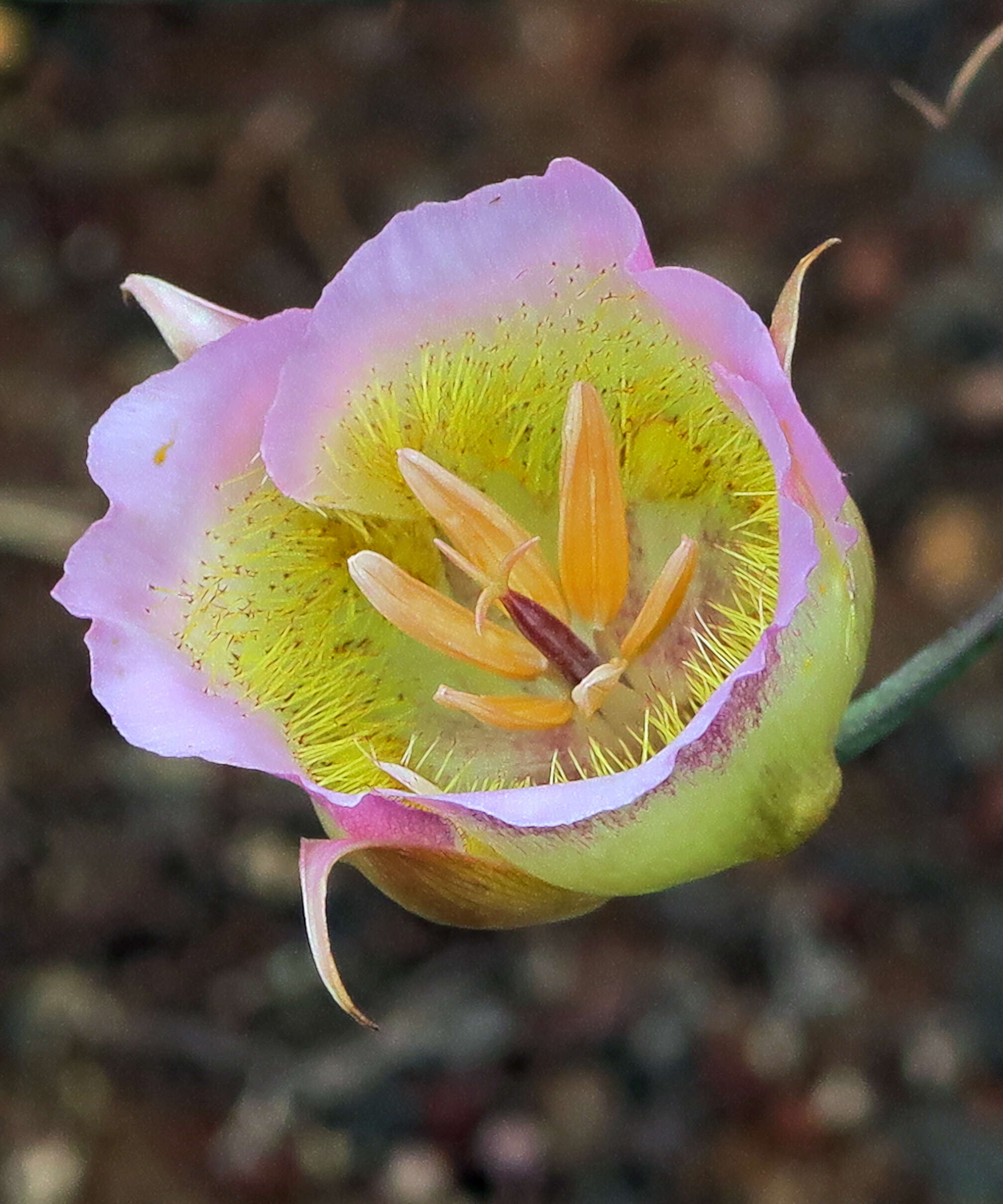 Image of mariposa lily