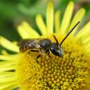 Слика од Lasioglossum calceatum (Scopoli 1763)