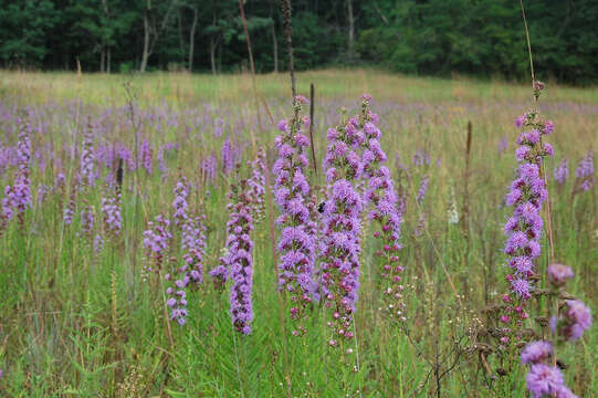 Слика од Liatris aspera Michx.