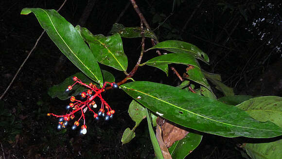 صورة Ouratea gigantophylla (Erhard) Engl.