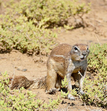 Imagem de Xerus subgen. Geosciurus Smith 1834