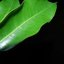 Sivun Pouteria chiricana (Standl.) Baehni kuva