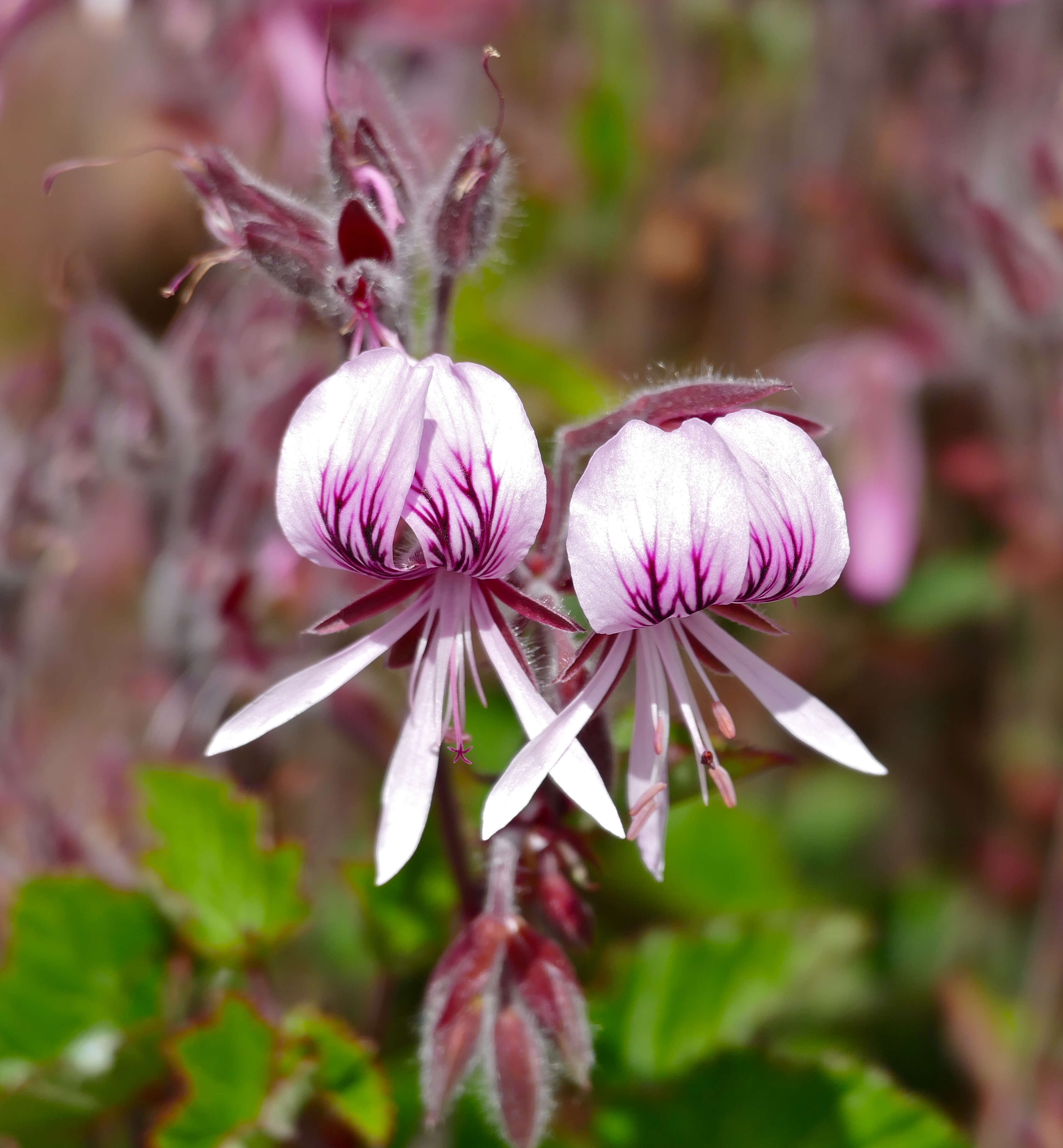 Image de Pelargonium cordifolium (Cav.) Curtis