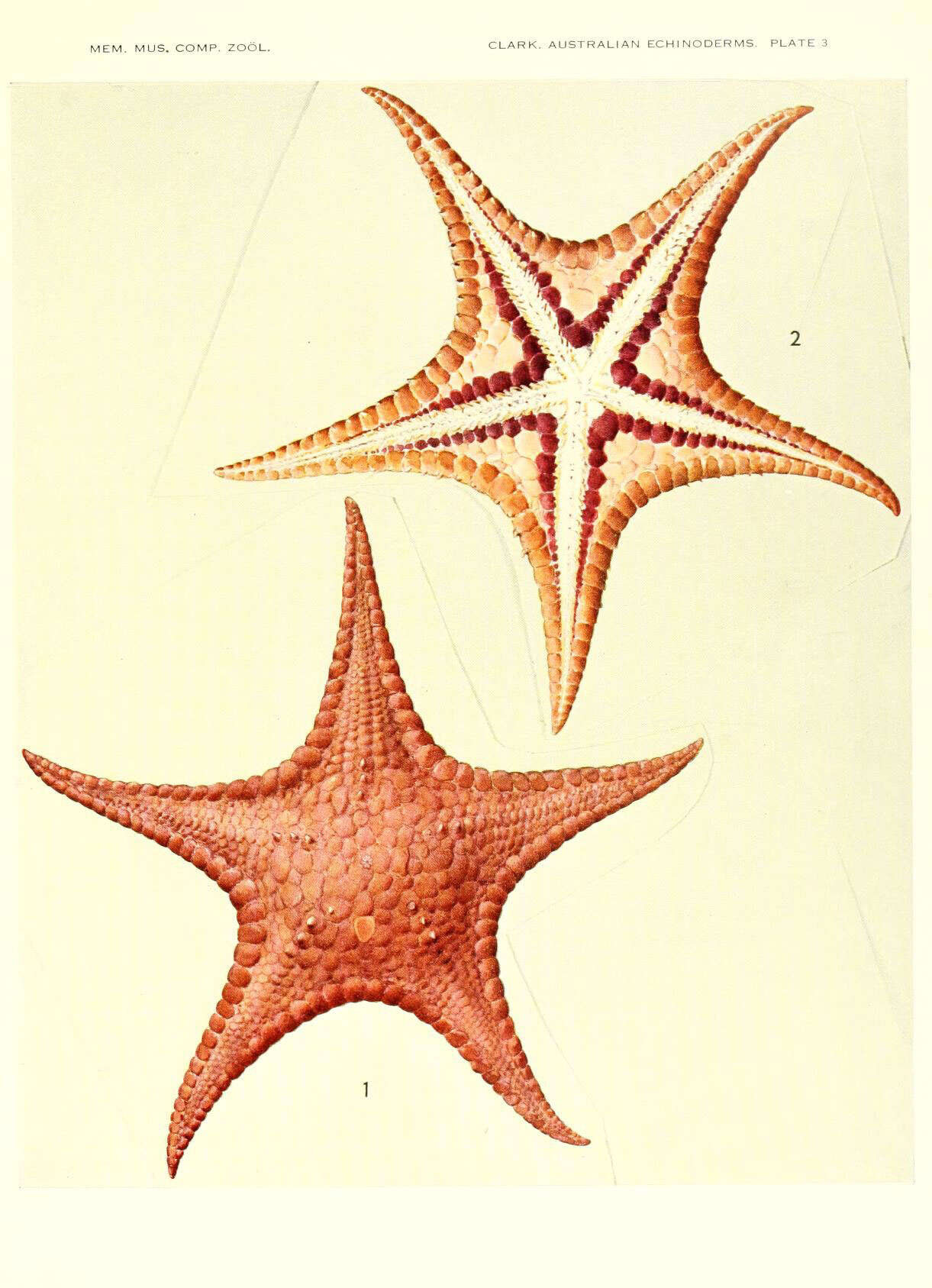 Image of Stellaster inspinosus H. L. Clark 1916