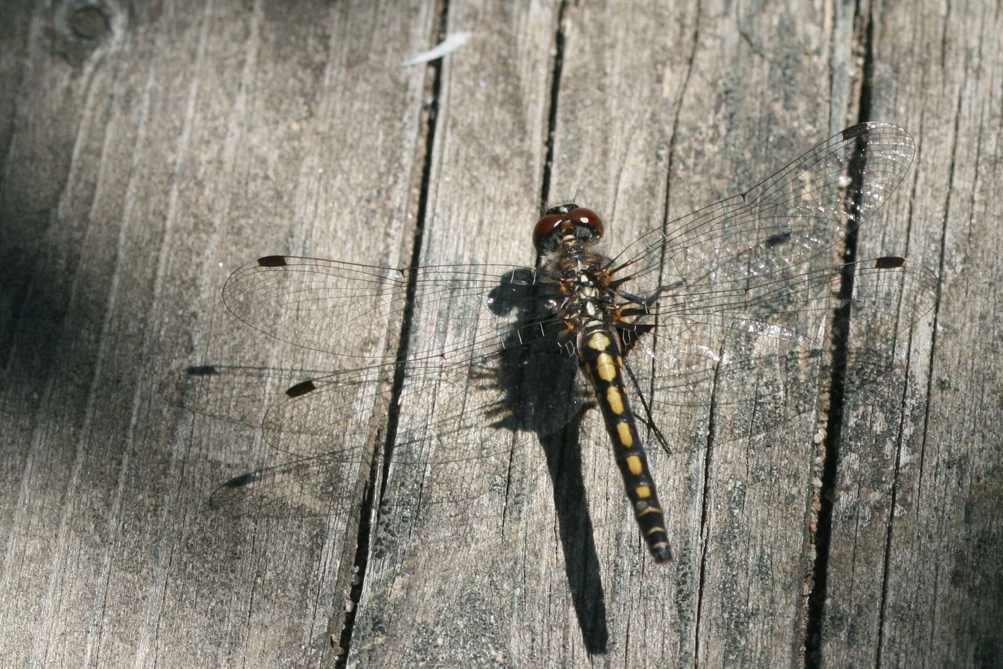 Image of Leucorrhinia Brittinger 1850