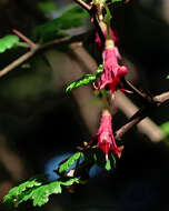 Image of canyon gooseberry