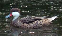 Image of White-cheeked Pintail