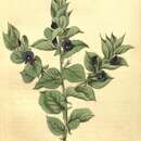 Image of Psoralea imbricata (L. fil.) T. M. Salter
