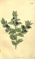 Imagem de Psoralea imbricata (L. fil.) T. M. Salter