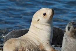 Image of fur seal