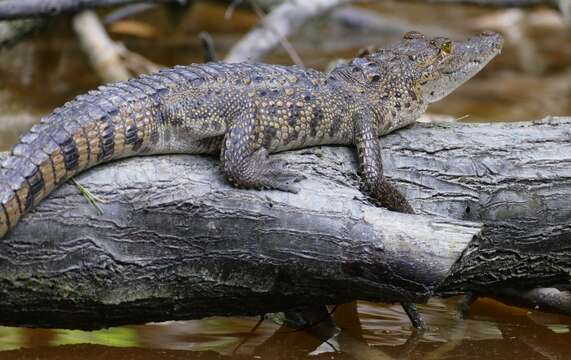 Image of Crocodylus