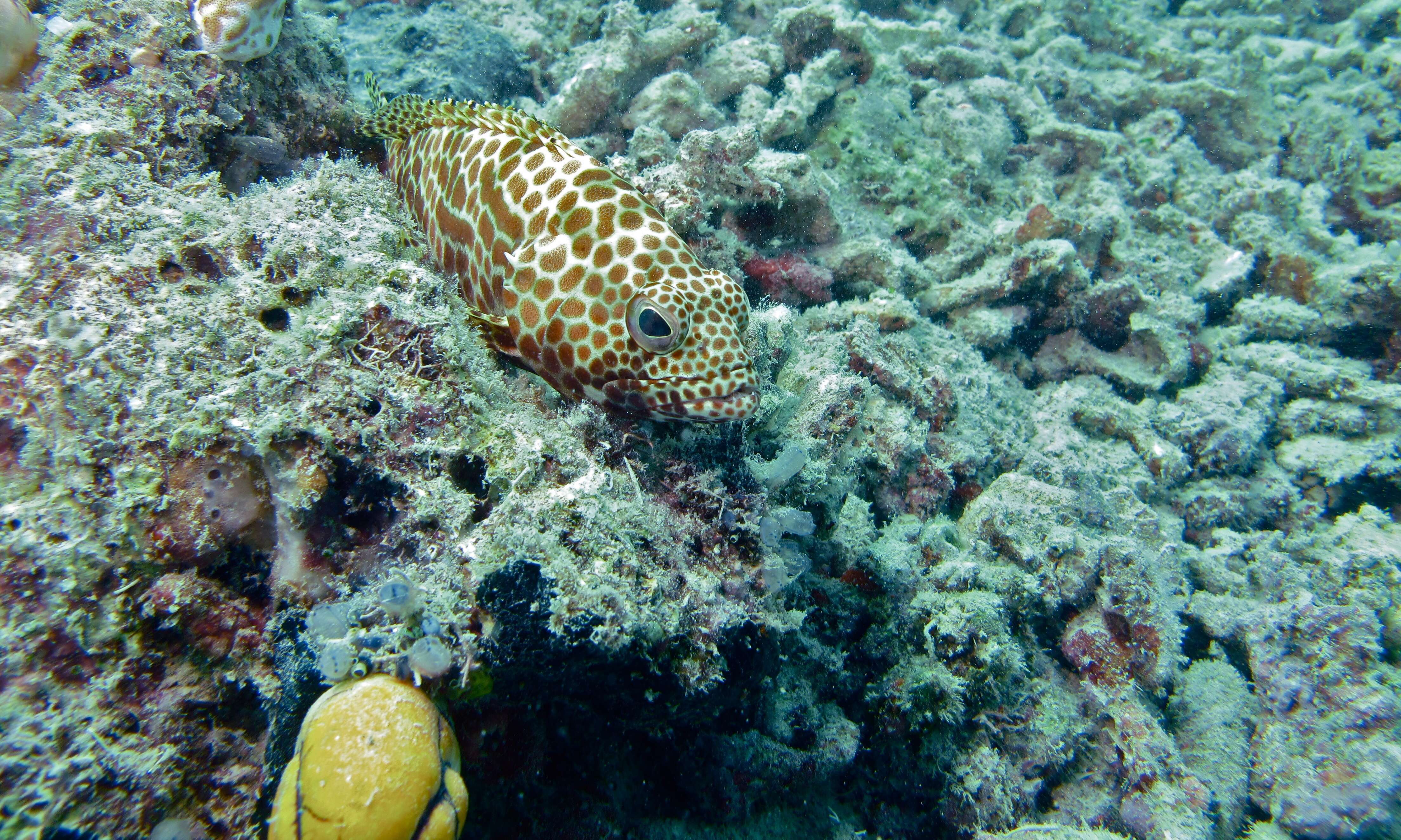 Image of Dwarf-spotted Grouper