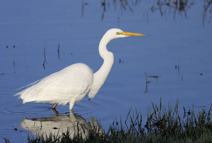 <i>Ardea modesta</i>的圖片