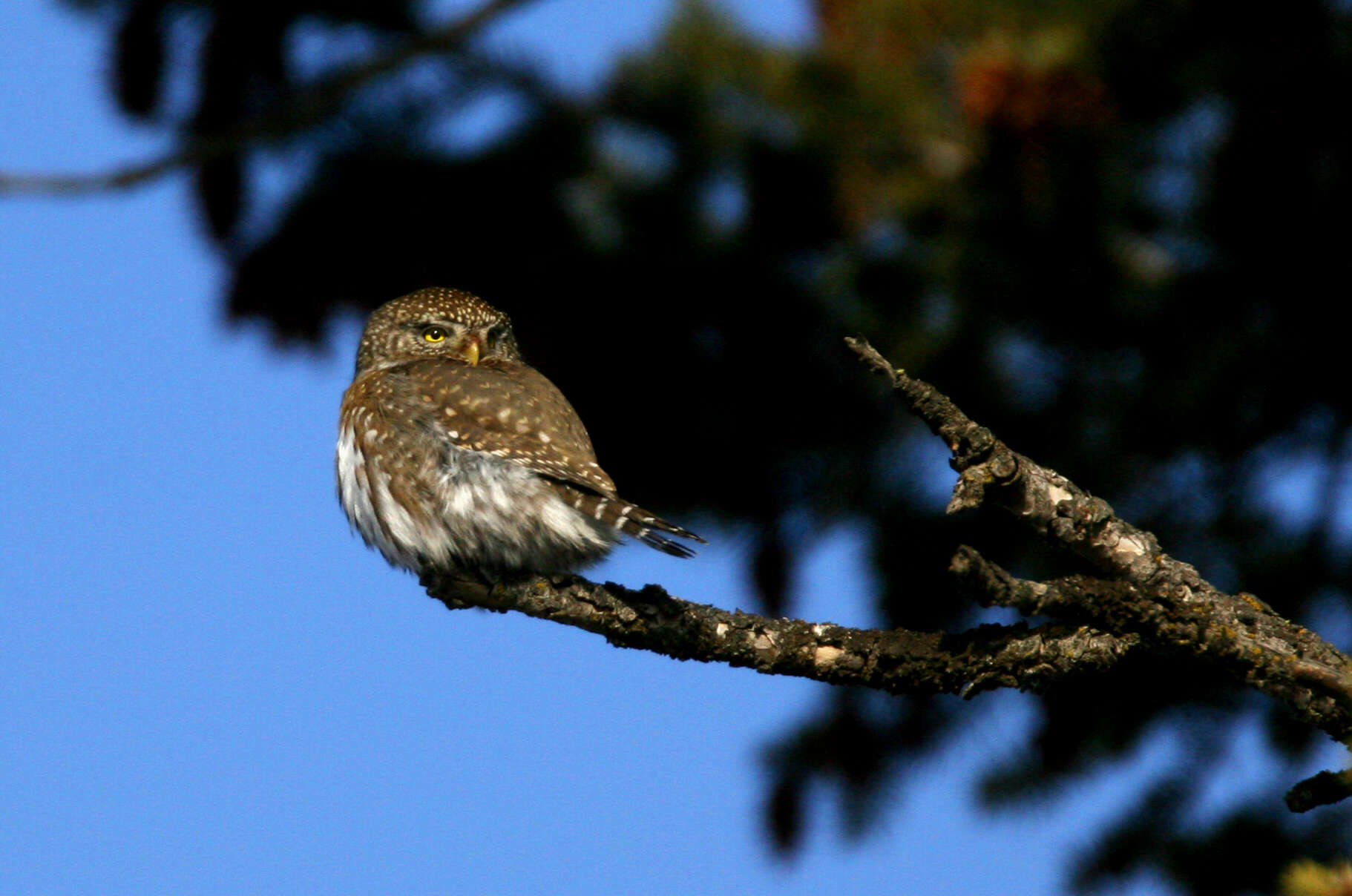 Image of Glaucidium Boie & F 1826