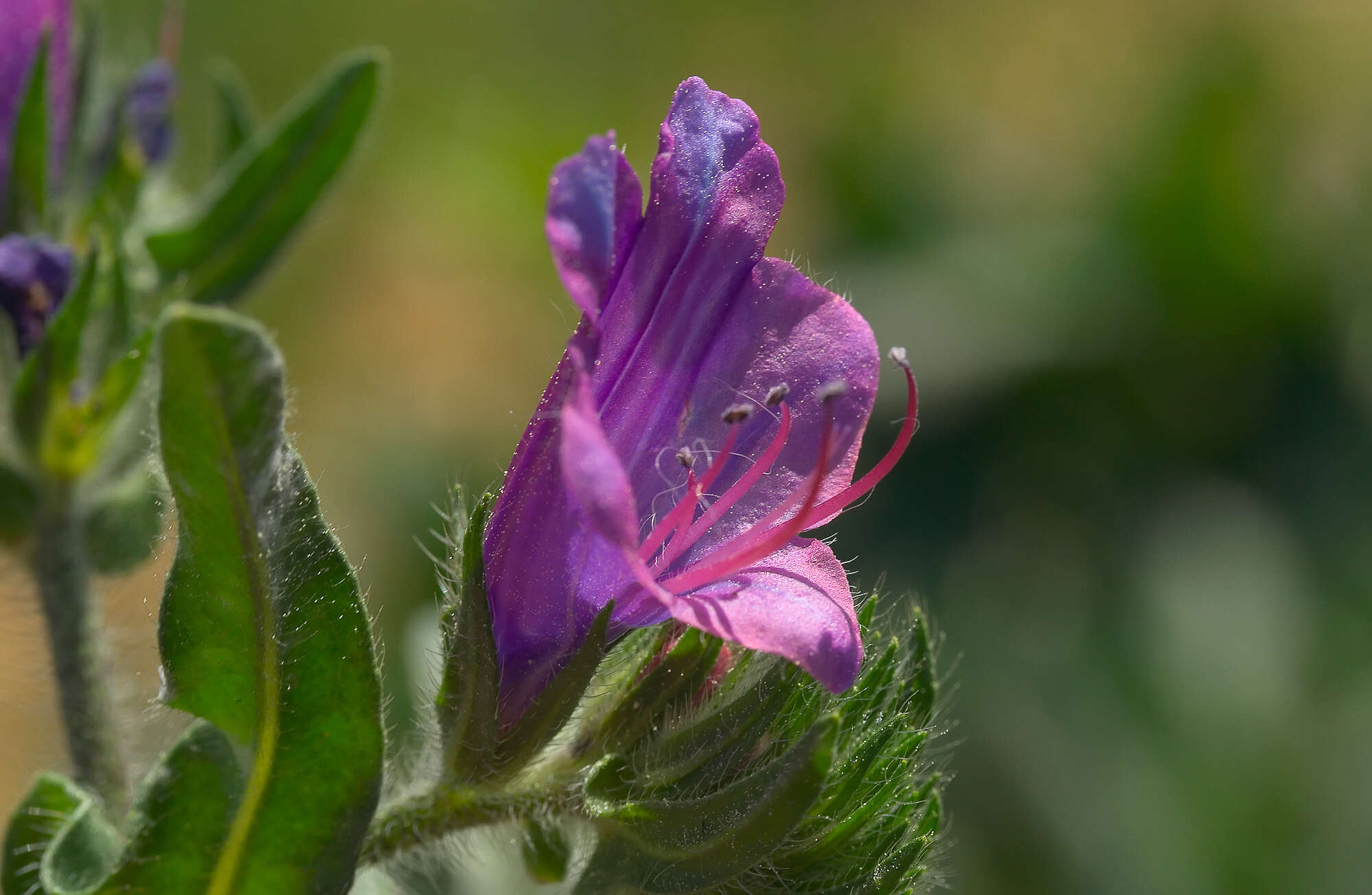 Image of viper's bugloss