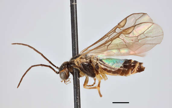 Image of Pachynematus