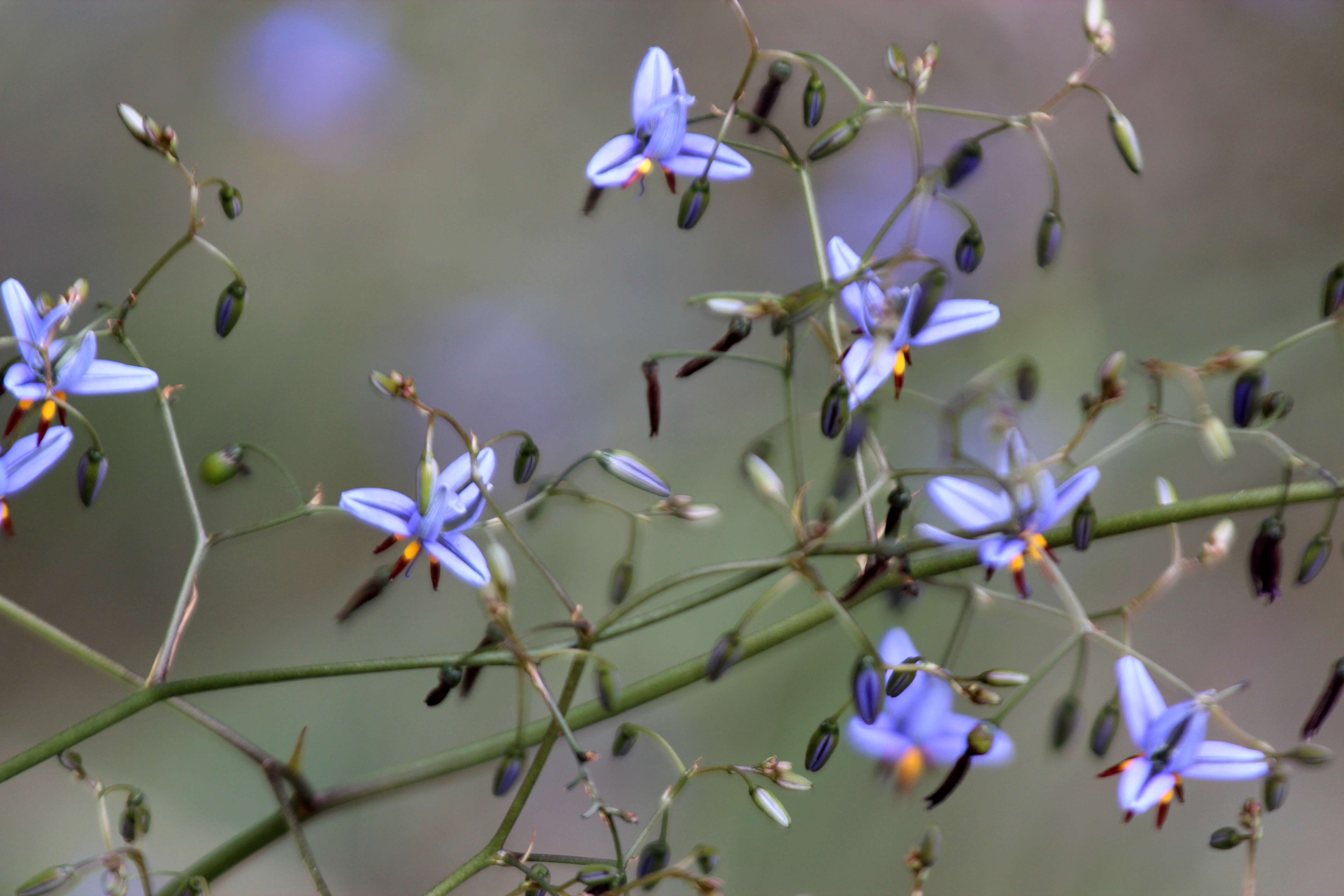 Image of Blueberry Flax Lily