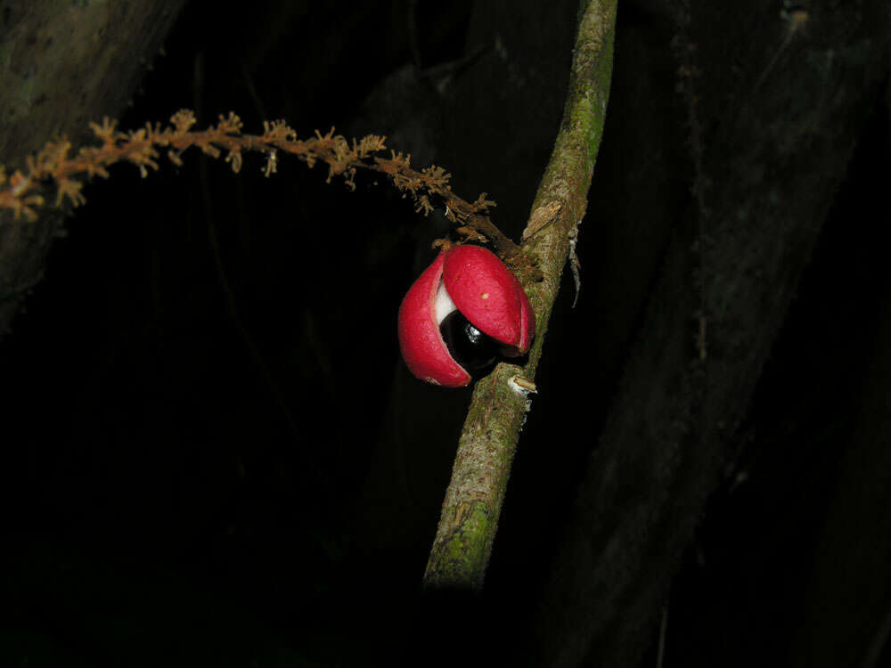 Слика од Paullinia dasystachya L. Radlk.