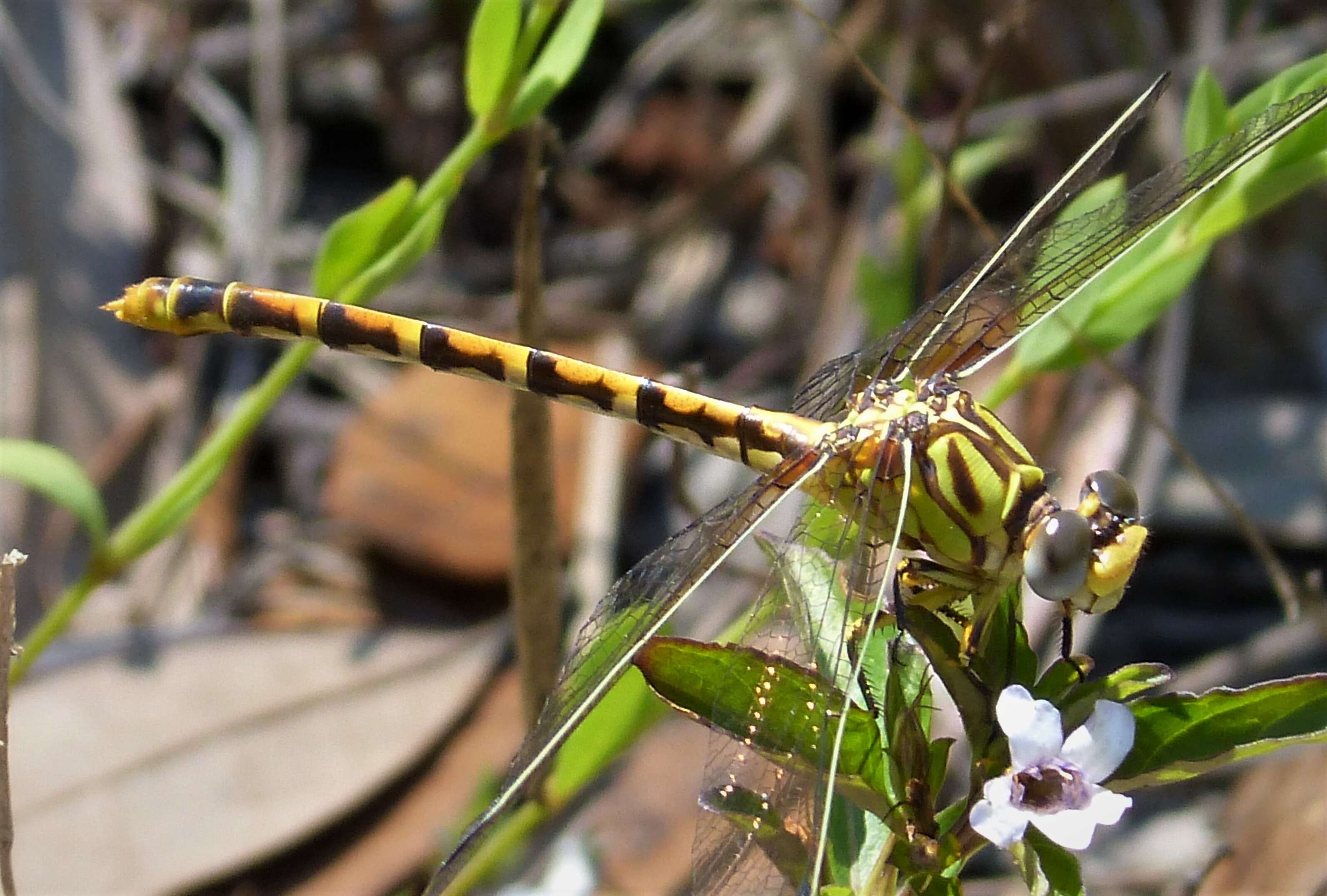 Imagem de Erpetogomphus Selys 1858