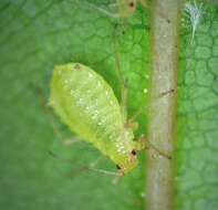 Image of maple aphid