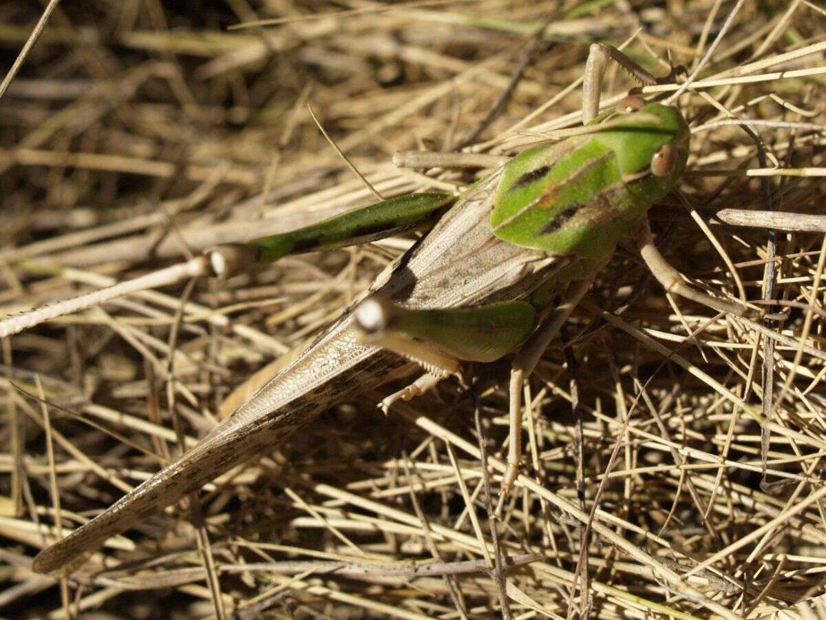 Plancia ëd Locusta