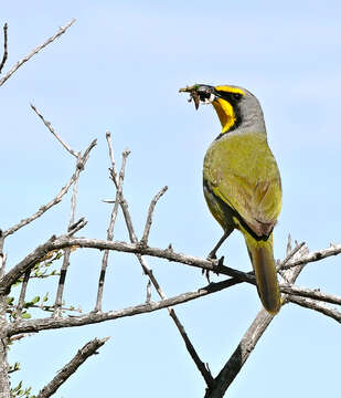 Image of Telophorus Swainson 1832