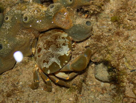 Image of mud crabs