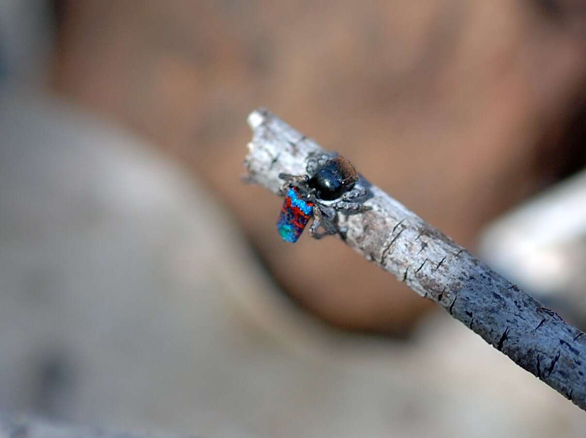 Image of Peacock Spiders