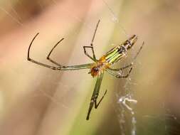 Image of Leucauge decorata (Blackwall 1864)