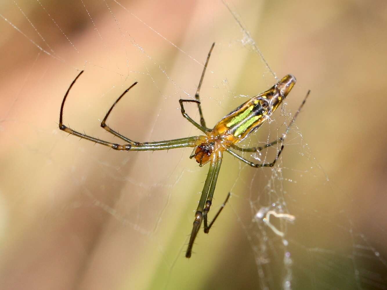 Image of Leucauge decorata (Blackwall 1864)