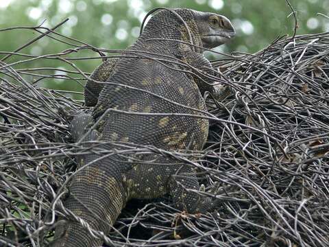 Image of White-throated monitor