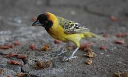 Image of Northern Masked Weaver