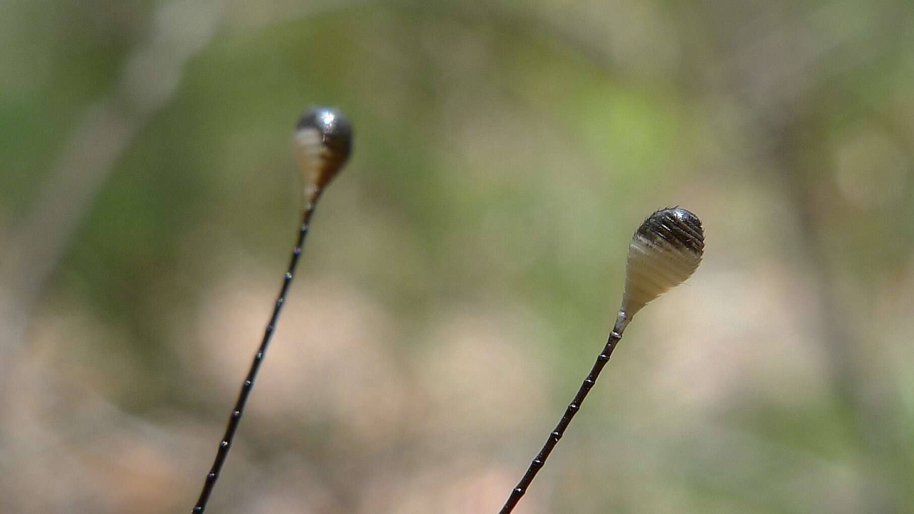 Image of Suhpalacsa lyriformis New 1984