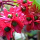Слика од Clerodendrum canescens Wall. ex Walp.