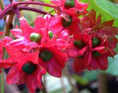 Imagem de Clerodendrum canescens Wall. ex Walp.