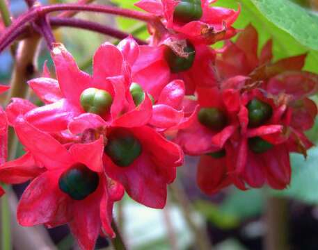 Слика од Clerodendrum canescens Wall. ex Walp.