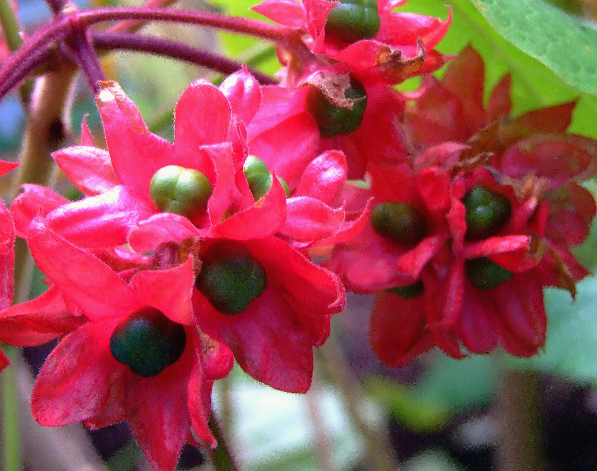 Image of Clerodendrum canescens Wall. ex Walp.