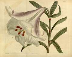 Plancia ëd Lilium japonicum Thunb.