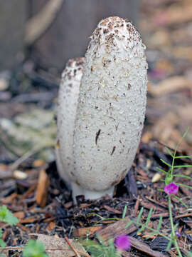 Image of Coprinus