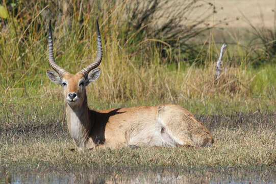 Image of Red Lechwe