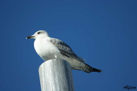 Слика од Larus Linnaeus 1758