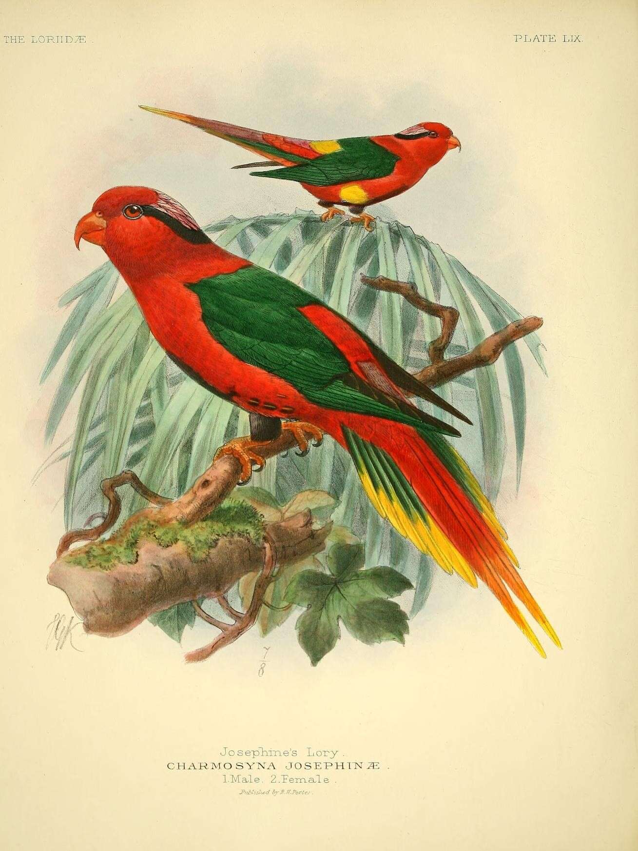 Image of Charmosyna Wagler 1832
