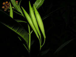 Image of milkweed