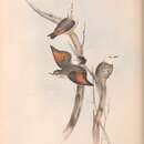 Image of Daphoenositta chrysoptera leucocephala (Gould 1838)