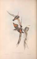 Слика од Daphoenositta chrysoptera leucocephala (Gould 1838)