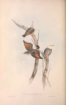 Image of Daphoenositta chrysoptera leucocephala (Gould 1838)