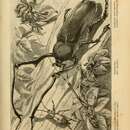 Слика од Euchirus longimanus (Linnaeus 1758)