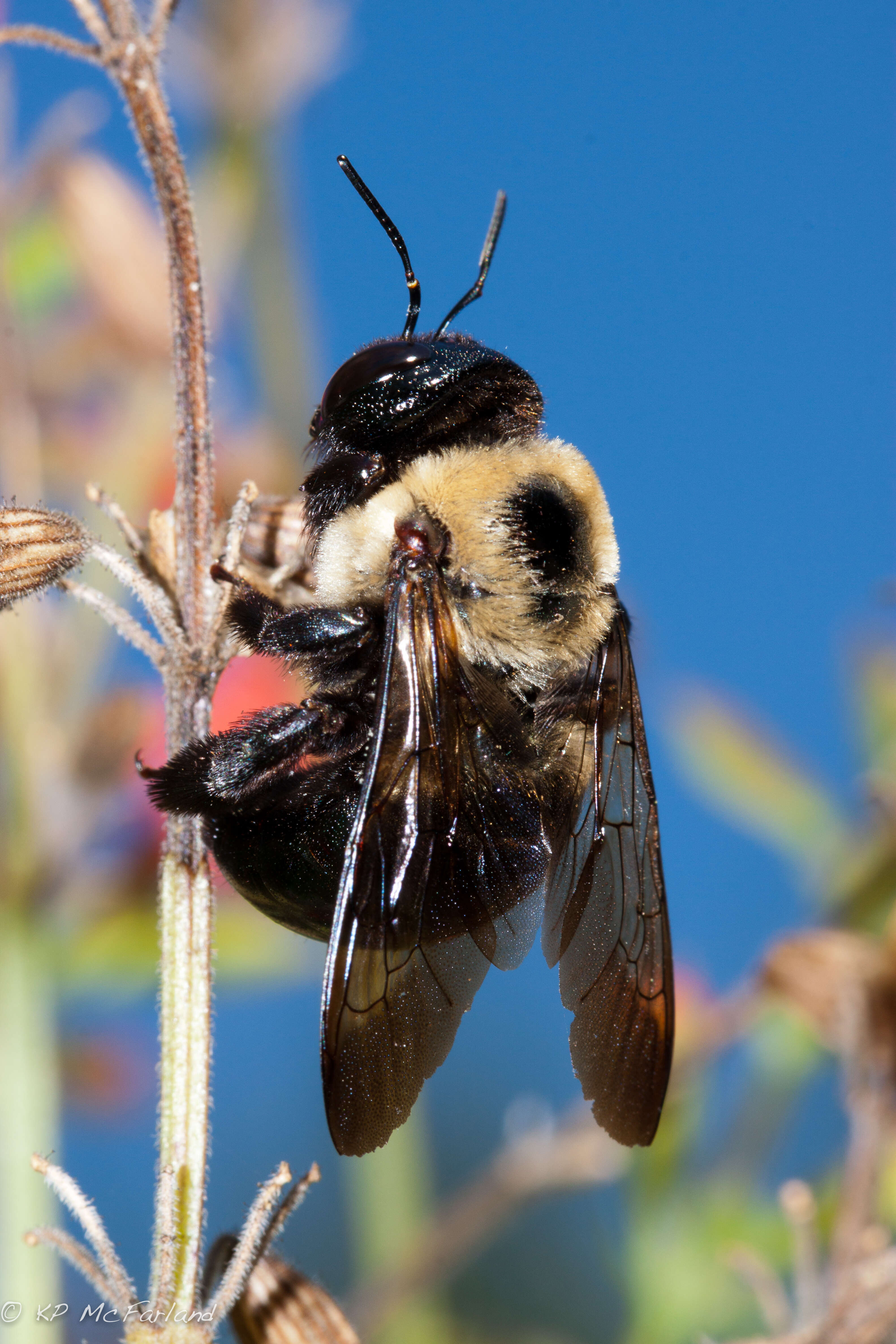 Image of carpenter bee